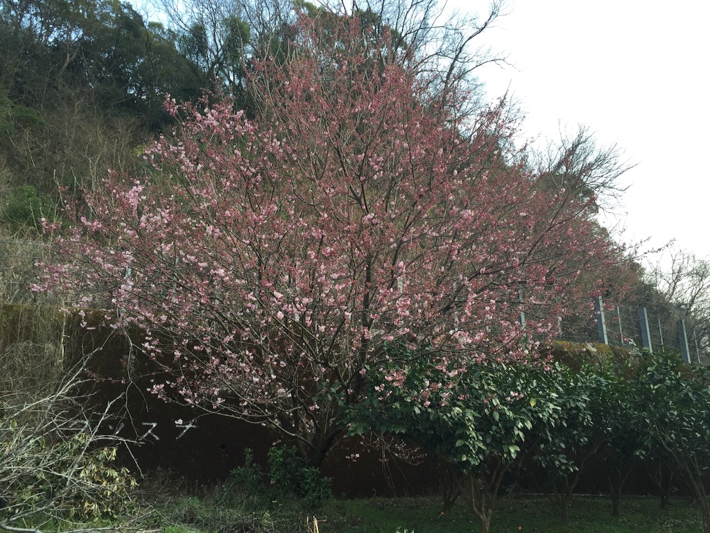 f:id:demechon:20160228204719j:image f:id:demechon:20160228204719j:image